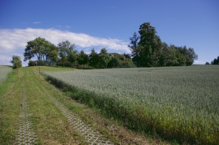 Hochbehlter Dorfhain
